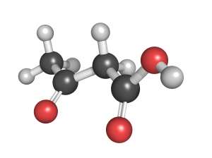 Ketone body (acetoacetic acid), molecular model
